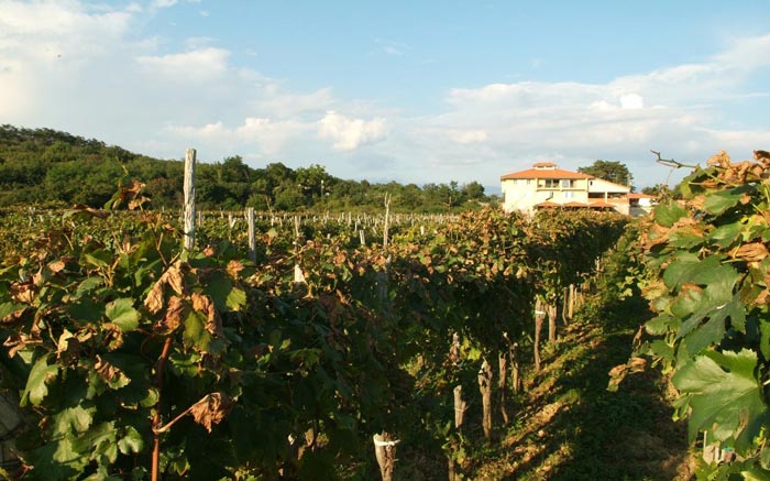 Wine Vrbnik Katunar Zhlatina